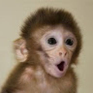 Meet your Posher, Kev